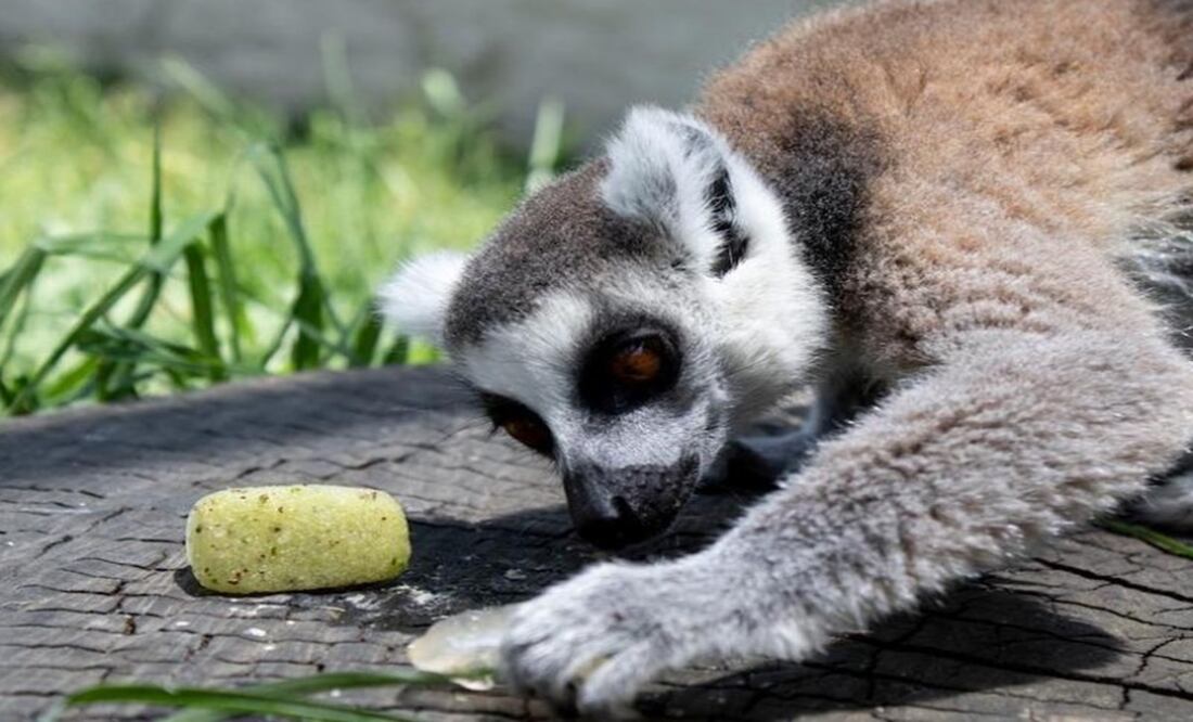 Alimento en hielo para prevenir golpes de calor en las especies animales del Zoológico de Zacango. Foto: Especial