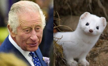 ¿Qué tiene que ver el armiño blanco con la coronación de Carlos III?