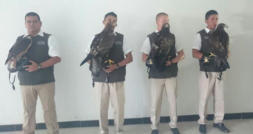 Profepa advierte riesgo de desaparición de águila real 