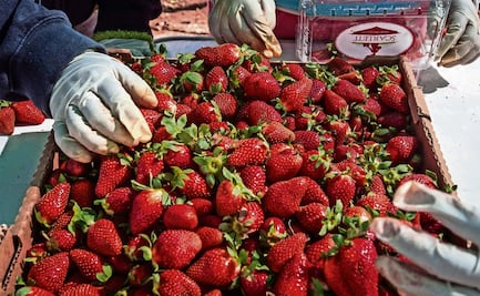 Exportación de berries en Jalisco supera a las de tequila