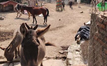 “Ya nos dábamos por muertos, lo único que esperábamos es que cuidaran a los animales”: directora del albergue Pergatuzoo