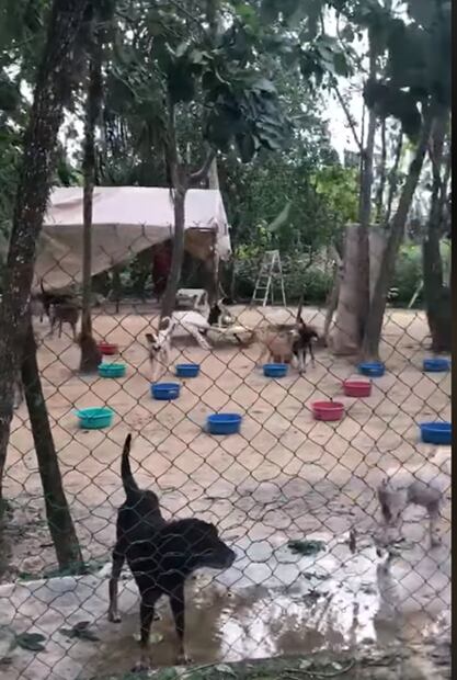 "Necesitamos manos", dice hombre que resguardó a 300 perros por "Delta"