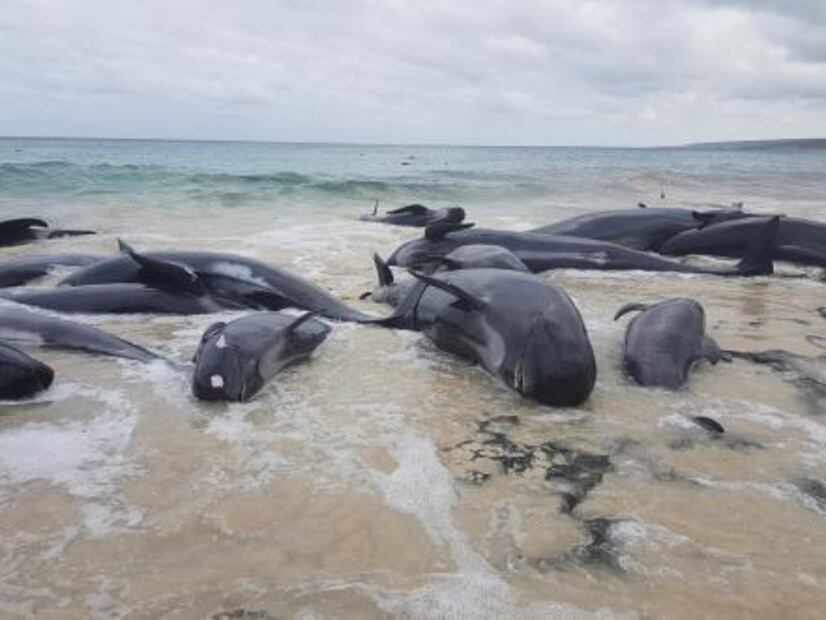 Más de 150 ballenas encallan en playa de Australia; la mayoría ha muerto