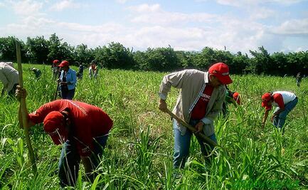 Detectan en Canadá a 19 trabajadores agrícolas mexicanos con Covid-19