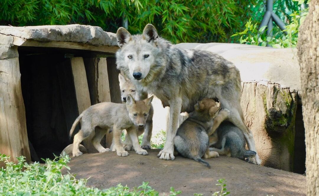 Nacen cuatro crías de lobo mexicano en San Juan de Aragón; símbolo del éxito en la recuperación de la especie. Foto: Especial