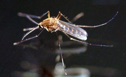 Combaten chikungunya en penales de Chiapas