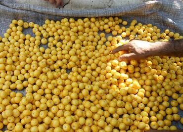 Cuáles son las enfermedades que previene comer nanche