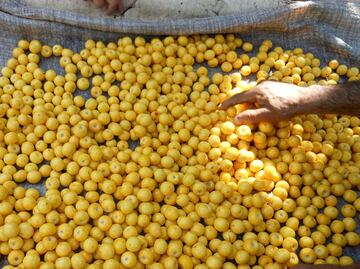 Cuáles son las enfermedades que previene comer nanche