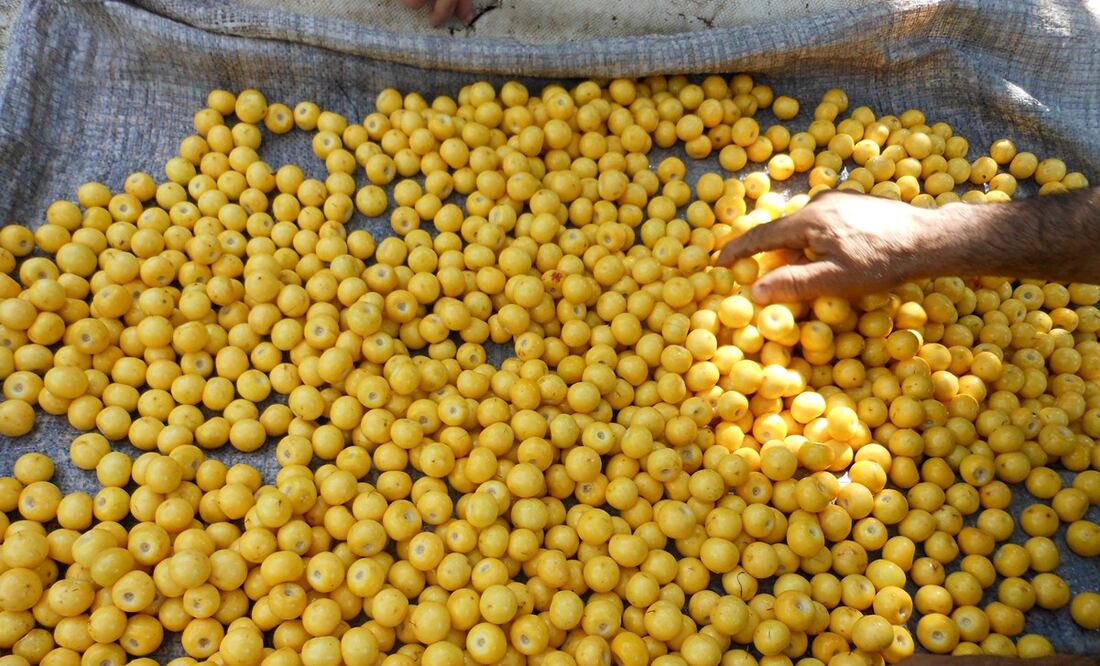 El nanche de utiliza en la preparación de postres. Foto: Servicio Nacional de Inspección y Certificación de Semillas