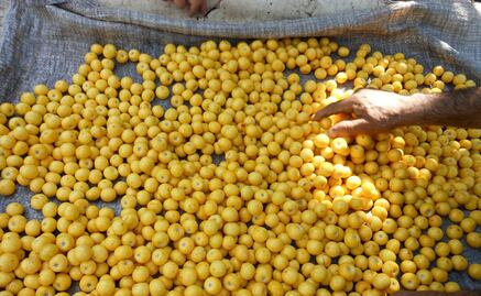 Cuáles son las enfermedades que previene comer nanche