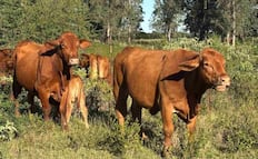 EU suspende exportación de ganado a México; detecta nuevos casos de gusano barrenador