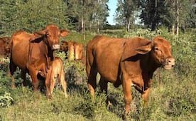 EU suspende exportación de ganado a México; detecta nuevos casos de gusano barrenador
