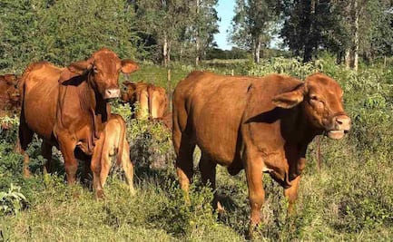 EU suspende exportación de ganado a México; detecta nuevos casos de gusano barrenador