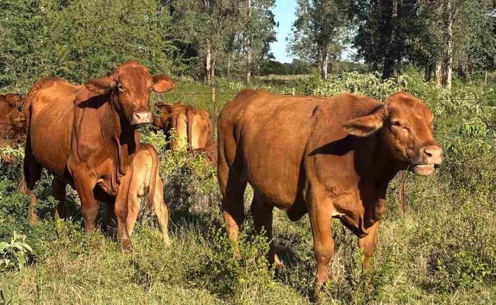 El gusano barrenador afecta a animales principalmente de sangre caliente. Foto: Especiales