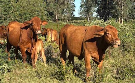 EU suspende exportación de ganado a México; detecta nuevos casos de gusano barrenador