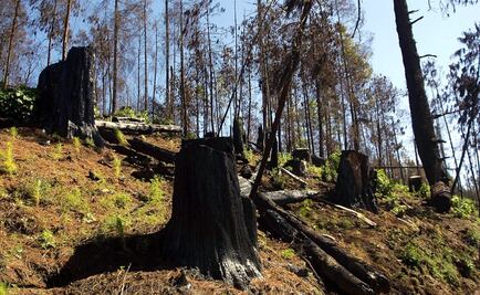 Realiza Gendarmería Ambiental segundo operativo contra tala clandestina