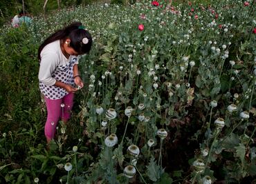 Hay niños involucrados en la cosecha de sustancias para hacer drogas en México, alerta EU