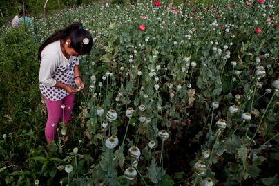 Hay niños involucrados en la cosecha de sustancias para hacer drogas en México, alerta EU