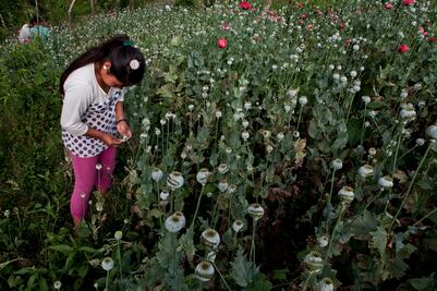 Hay niños involucrados en la cosecha de sustancias para hacer drogas en México, alerta EU