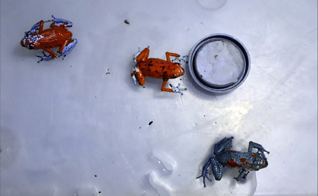 La mujer viajaba a Sao Paulo pero hacía escala en Panamá, donde pretendía vender 130 ranas de la especie 'Oophaga Histrionica', conocidas como 'Rana Arlequín Venenosa'. Foto: EFE