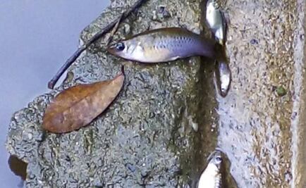 Illegal pipeline tap pollutes river in Oaxaca