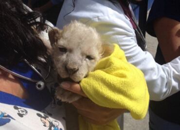 Rescatan a 2 cachorros de león blanco en el DF
