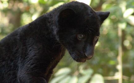 Jaguar decapitado y sin garras revela amenazas del mercado negro en México