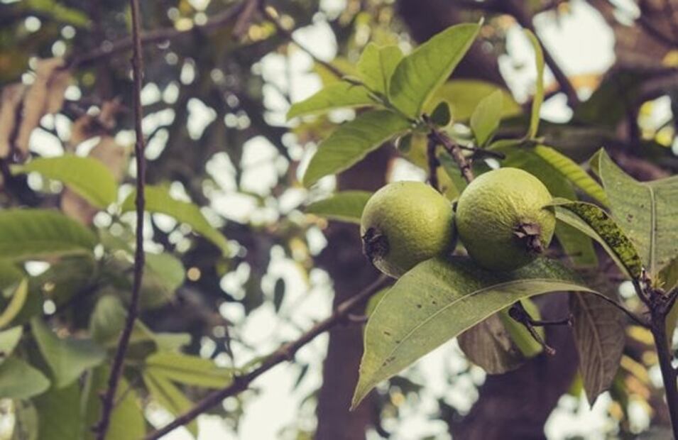 Conoce los beneficios de estas infusiones hechas con hojas de árboles