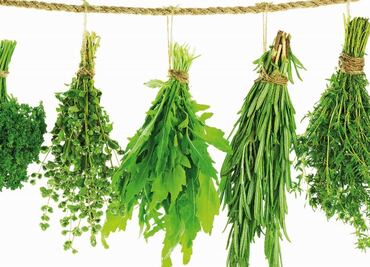 Epazote, an ancient medicinal treasure