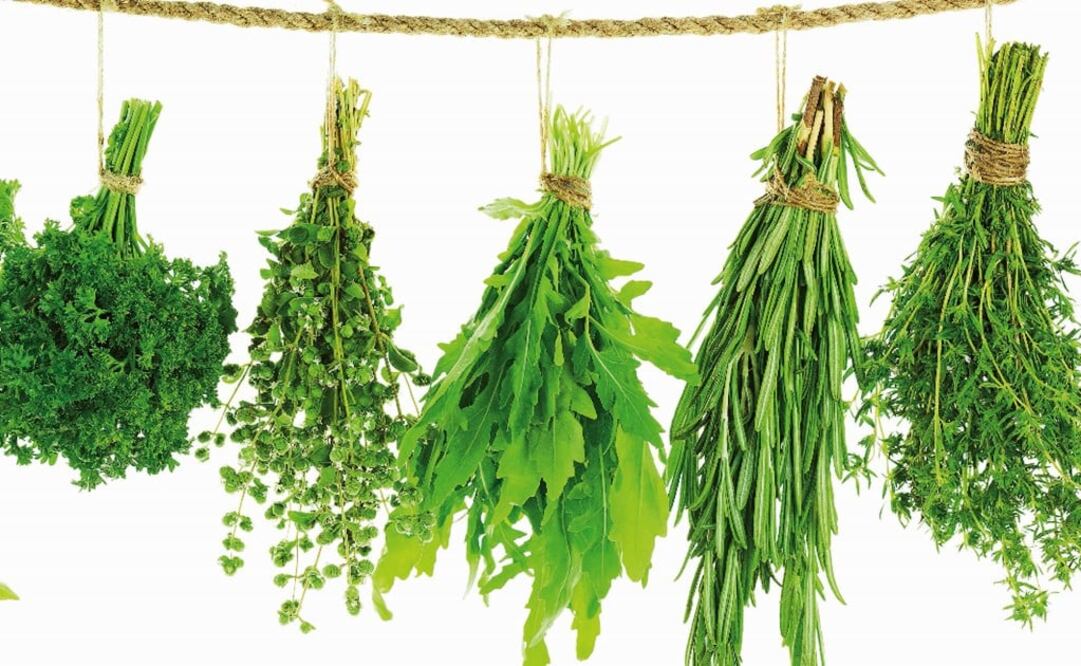 Epazote is one of the most popular herbs in Mexican cuisine - Photo: File Photo/EL UNIVERSAL