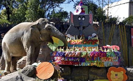 Guatemala: Celebran 57 años de elefanta con pastel gigante