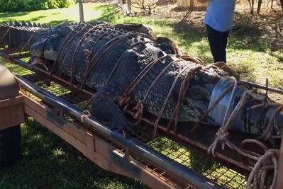 Capturan en Australia a cocodrilo gigante de más de 600 kilos