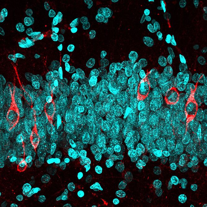 Neuronas inmaduras (en rojo) y maduras (azul) en la capa de células granulares del hipocampo de un cerebro humano. Foto:  Centro de Biología Molecular Severo Ochoa