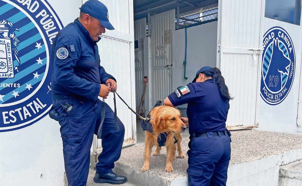 La Fuerza K9 tiene la misión de trabajar en la detección de narcóticos, armas, explosivos, cadáveres y personas. Foto: Especial