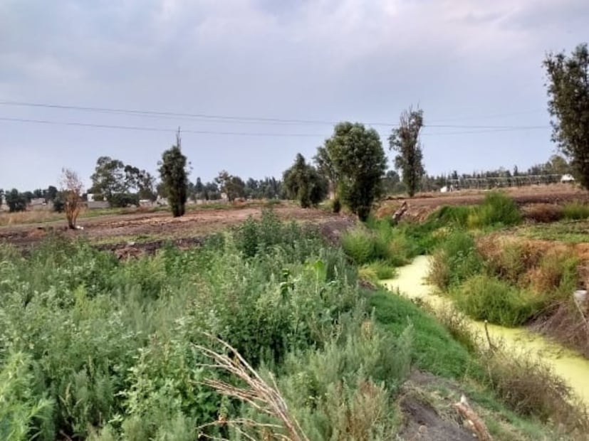Ahuejotes, los viejos guardianes de las chinampas