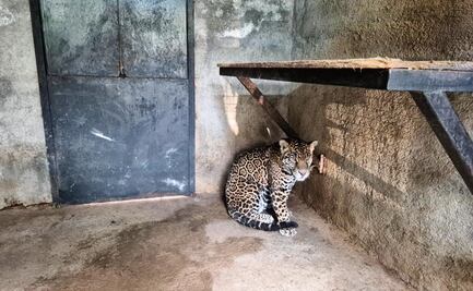 FGR asegura un jaguar durante cateo en Jilotepec, Edomex; Profepa lo traslada a refugio autorizado por Semarnat