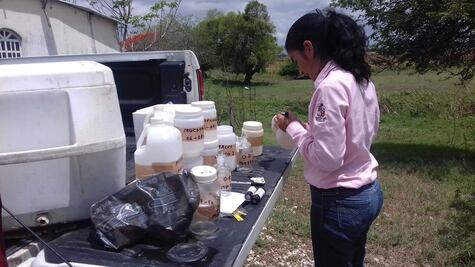 Muere otro manatí en Tabasco; faltan más de 50 por rescatar