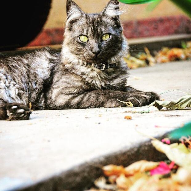 La vitamina A es indispensable para la salud de los gatos. Fuente: Freepik.