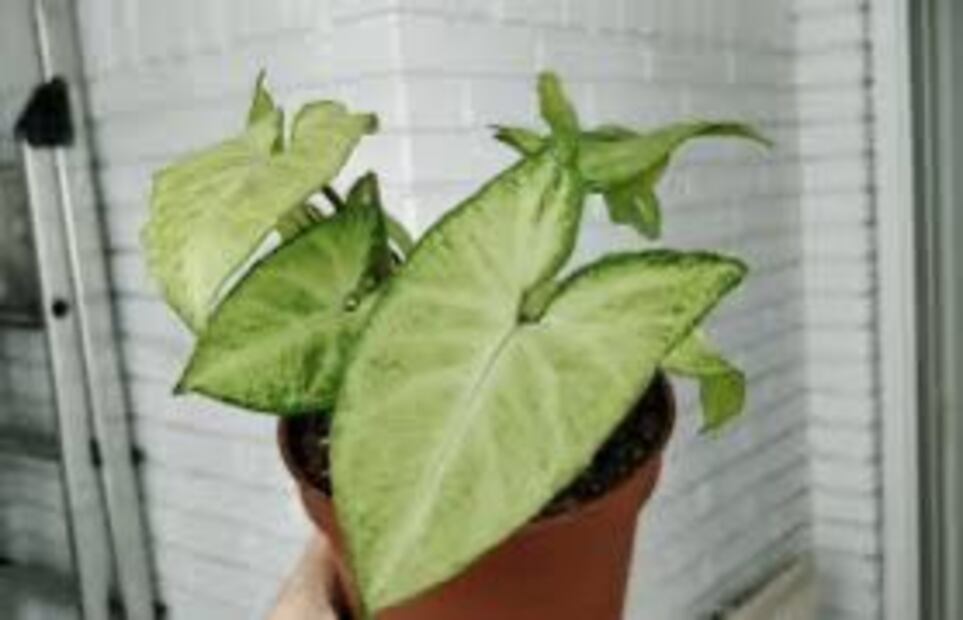 El Singonio emerge como la estrella de los hogares. Fuente: Freepik.