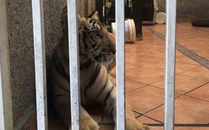 Aseguran cachorro de tigre en cochera de Monterrey