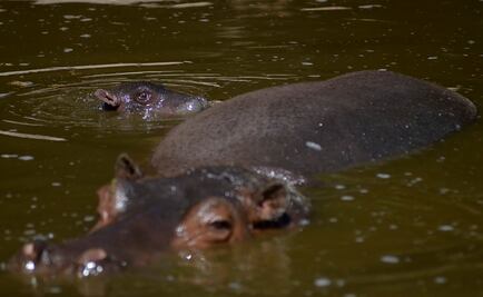 Tabasco: Mueren 3 hipopótamos en menos de una semana