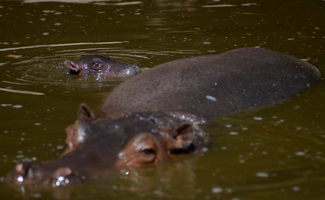 Foto: Cuartoscuro/ Archivo