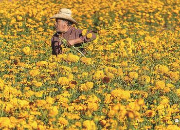 Campos de Zacatecas se pintan de color cempasúchil
