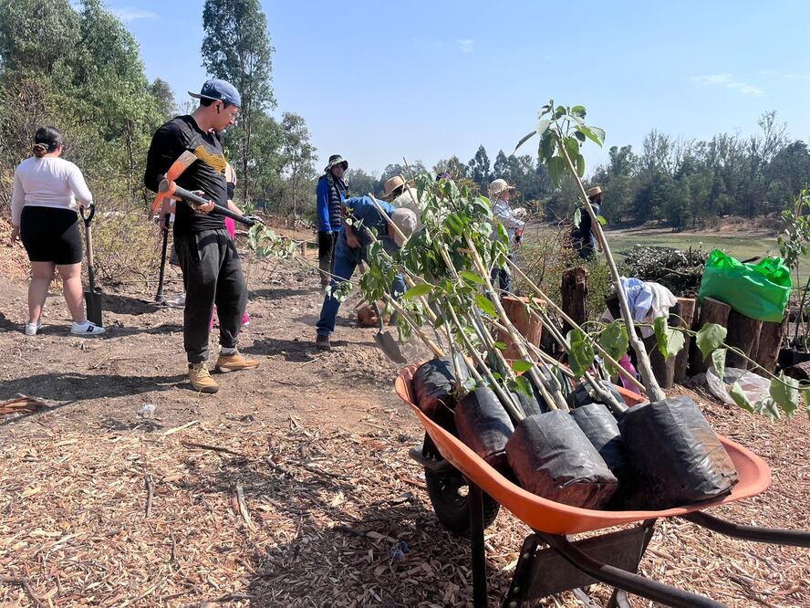 Alrededor de 50 personas realizaron una jornada de reforestación este sábado; el Lago está declarado como Área Natural Protegida. (Foto: Arturo Contreras)