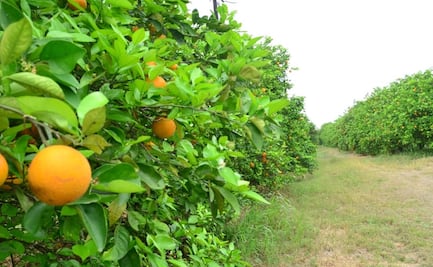 Peligra producción de alimentos sin estímulos al campo y pesca: CNA