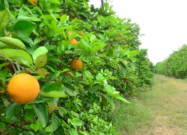 Peligra producción de alimentos sin estímulos al campo y pesca: CNA