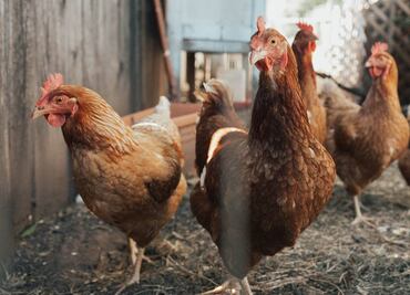 Influenza aviar: Por virus H5N2, expertos proponen vigilancia epidemiológica amplia