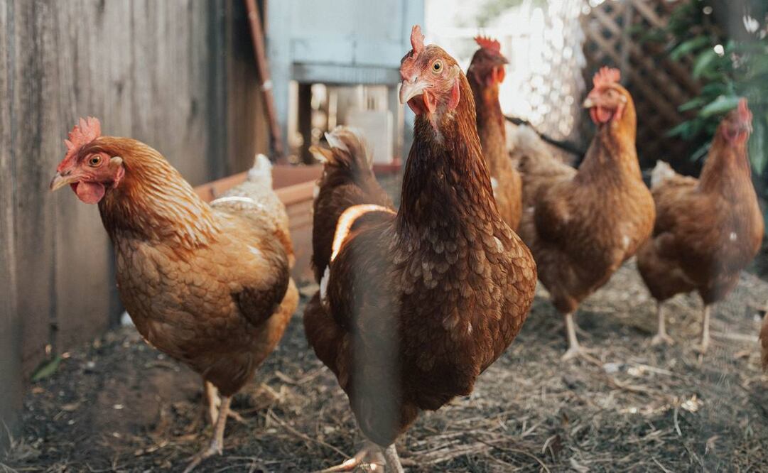 Expertos de la Academia Nacional de Medicina de México señalaron que el virus H5N2 es endémico en el país y circula en las granjas avícolas. Foto: Unsplash