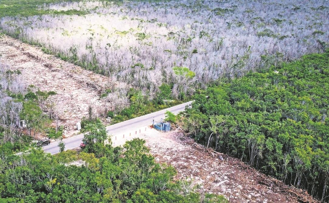 El 55% del aumento se concentra en cuatro estados del sureste, donde se construye el Tren Maya. Foto: Archivo