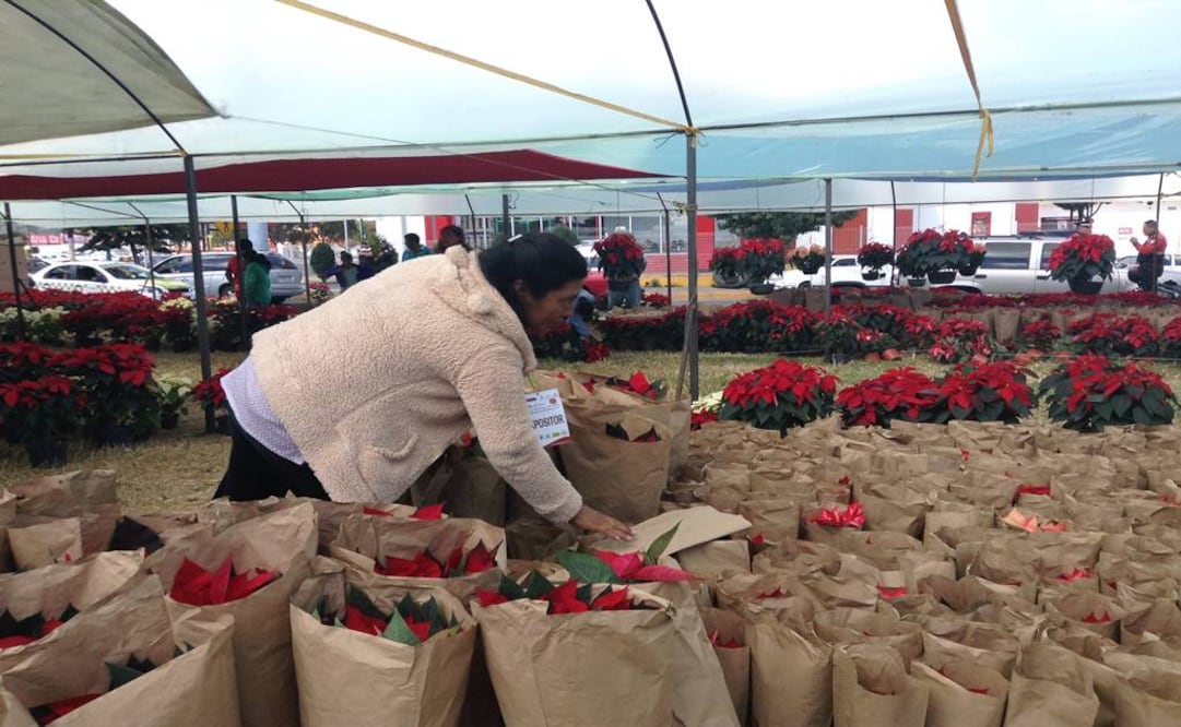 En la Ciudad de México se comercializa alrededor del 50 % de la producción de Nochebuena de los estados de Morelos, Puebla, Michoacán y del propio Distrito Federal. (Foto: Archivo)